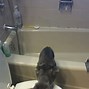 Image result for Kitten in Toilet Meme