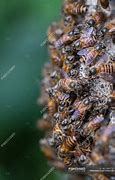 Image result for Indonesian Bees