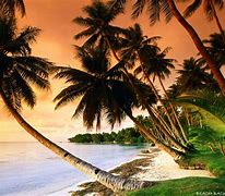 Image result for Beautiful Beach Sunset with Palm Trees