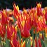 Image result for Tulipa Fly Away