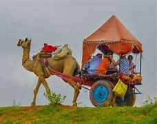 Image result for Camel Cart Ride in Pushkar
