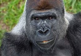 Image result for Male Gorilla