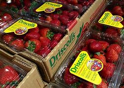 Image result for World's Biggest Strawberry