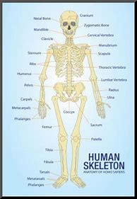 Image result for Human Skeleton Labeled