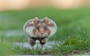 Image result for Hamster Running