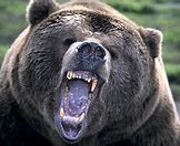 Image result for Angry Mama Bear Meme