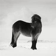 Image result for Icelandic Horse