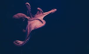 Image result for Octopussen