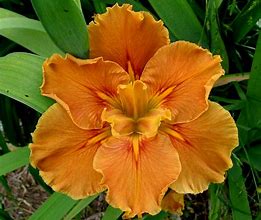 Image result for Orange Iris