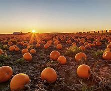 Image result for Pumpkin Patch Field