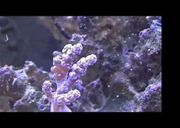 Image result for Fragging Kenya Tree Coral