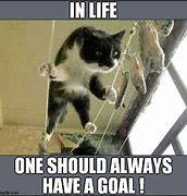Image result for Cat Goals Meme
