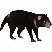 Image result for Tasmanian Devil Cartoon PNG