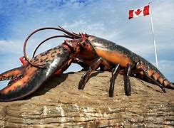 Image result for World Record Lobster