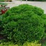 Image result for Thuja occ. Miky