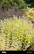 Image result for Origanum vulgare Thumbles Variety
