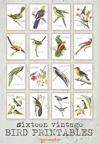 Image result for Free Vintage Bird Prints