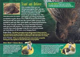 Image result for African Crested Porcupine
