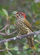 Image result for Campethera notata