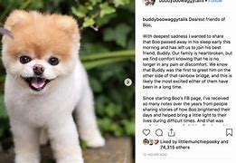Image result for World's Cutest Dog Dies