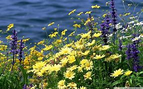 Image result for Wildflower Cases Backround