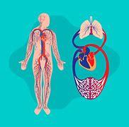 Image result for Aparato Cardiovascular