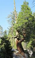 Image result for Montesquieu Twisted Tree