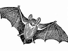Image result for Vintage Bat PNG