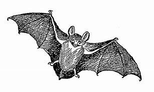 Image result for Vintage Bat Clip Art