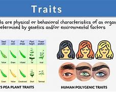Image result for Difference Between Traits and Characteristics
