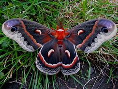 Image result for Red Moth