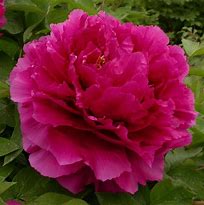 Image result for Paeonia suffruticosa Juan Ye Hong