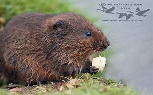 Image result for Vole