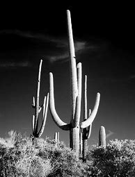 Image result for Arizona Desert Cactus