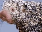 Image result for Porcupine Animal