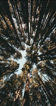 Image result for iPhone 10 XS Max Wallpapers