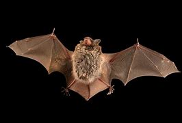 Image result for Daubenton Bat