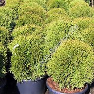 Image result for Thuja occidentalis Mr Bowling Ball