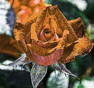 Image result for Real Rose Gold
