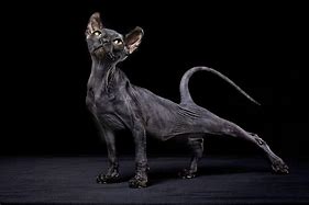 Image result for Egyptian Bald Cat