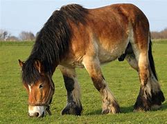 Image result for Short Draft Horse Breeds