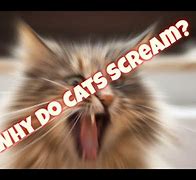 Image result for Cat Screaming Face Meme