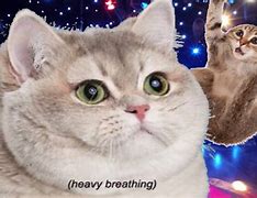 Image result for Heavy Breathing Cat Meme
