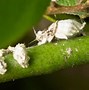 Image result for Flying White Bugs On Plants