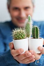 Image result for Cactuses