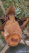 Image result for Ohio Bats