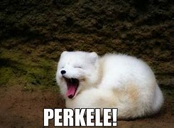 Image result for Arctic Fox Memes