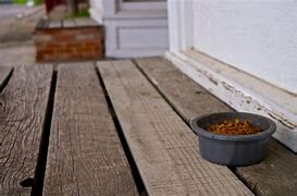 Image result for iams cat food