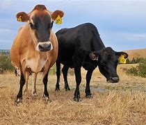 Image result for Funny Dairy Cow Pics