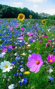 Image result for Wildflower Wallpaper iPhone